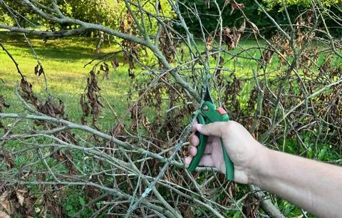Pruning dead branches with garden pruning shears. Stock Photos