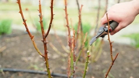 Pruning dead branches of rose bush with secateurs close-up 库存影片 340753198