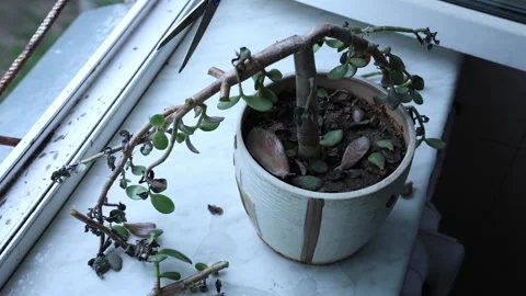 Pruning Dead Houseplant Branches Stock Footage 339920774