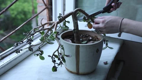 Pruning Dead Jade Plant Branches Stock Footage 340269976