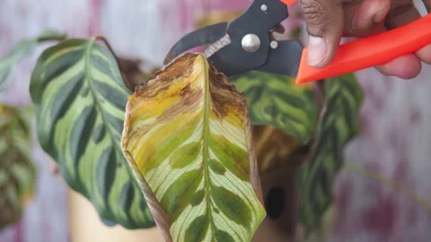 Pruning dead leaf from dying houseplant with orange handled shears. Stock Footage 332578662