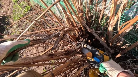 Pruning Dead Plants: A Step-by-Step Guide to Revitalizing Your Garden by Stockbeeldmateriaal 333890027