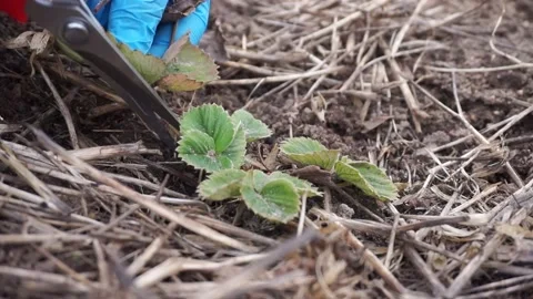 Pruning dead Strawberry leaves in Spring Видео 236641653