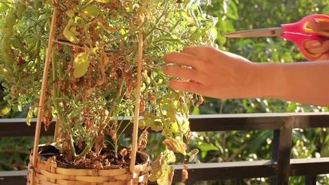 Pruning dead twigs of a tomato cherry bush. A gardener girl enjoying cutting Stock Footage 156561782