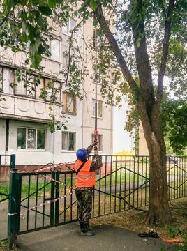 Pruning disturbing branches from trees. 库存照片