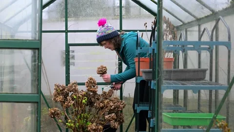 Pruning dried Hydrangea flowerheads. Video stock 329922592