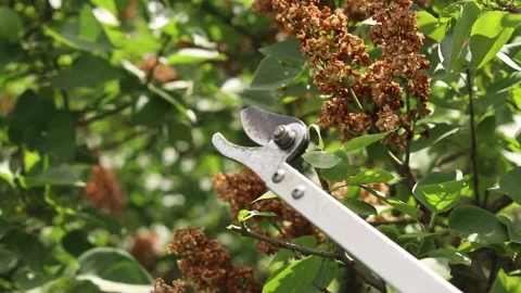 Pruning dried lilac inflorescences with a telescopic pruner Vídeo Stock 335838357