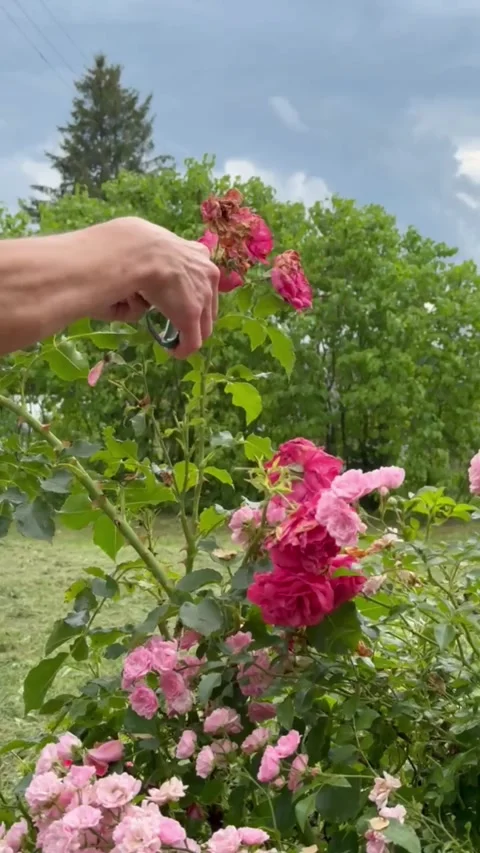 Pruning dried rose flowers with garden shears in summer garden Stock Footage 314509491