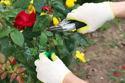 Pruning dried roses. Autumn work in the garden. Hands and secateurs in gloves Stock Photos