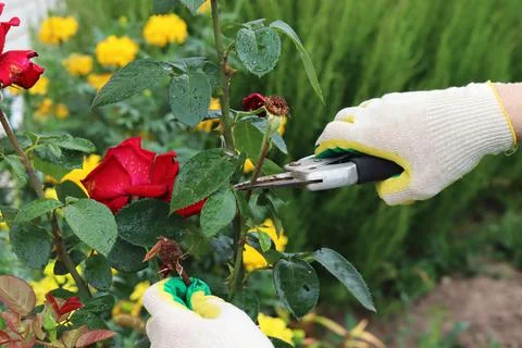 Pruning dried roses. Autumn work in the garden. Hands and secateurs in gloves Stock Photos