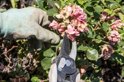 Pruning Drift Roses Stock Photos