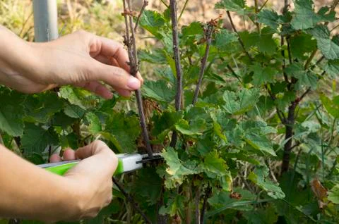 Pruning dry branches from a currant bush. Stock Photos