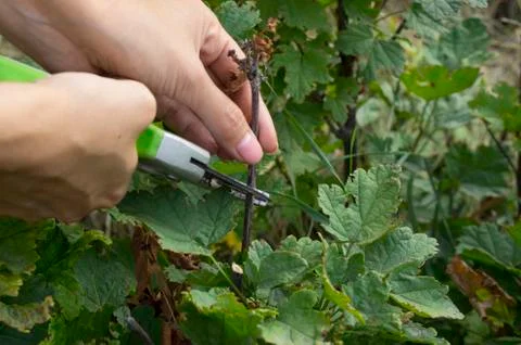 Pruning dry branches from a currant bush. Stock Photos