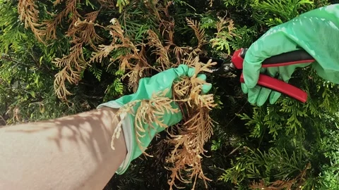 Pruning dry branches of the thuja plant. Landscaping and gardening Stock Footage 340334179