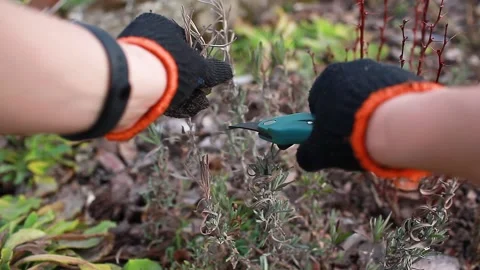 Pruning dry lavender tips after winter in spring garden using secateur. Stock Footage 188344567