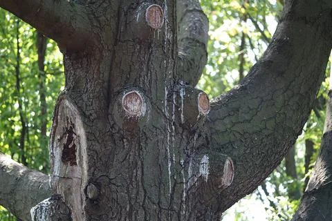 Pruning dry tree branches, plant care. The resin flows down the tree trunk. Stock Photos