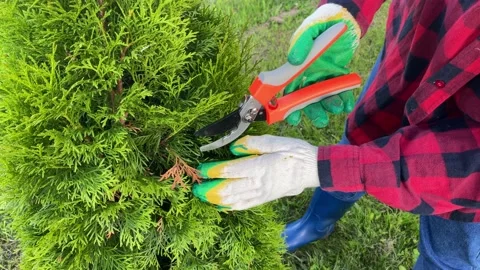 Is pruning dry yellow branches of thuja with a pruner. Selective focus. Stock Footage 204066432