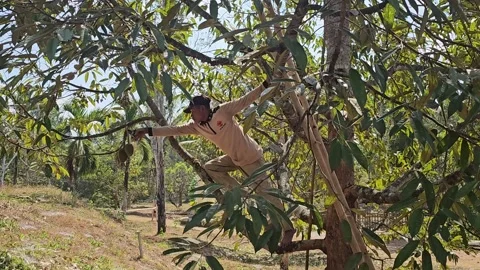 Pruning durian trees Stock Footage 251526498