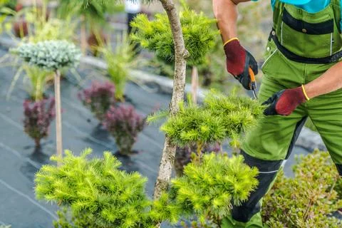 Pruning Evergreen Trees on a Rooftop Garden During a Sunny Day in a City Foto stock