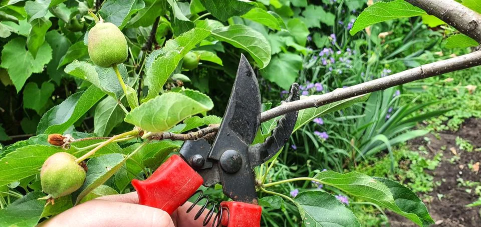 Pruning extra branches on an apple tree in a summer garden Stock Photos