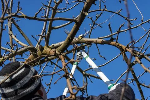 Pruning extra shoots and branches of an apple tree in early spring against a  Stock Photos