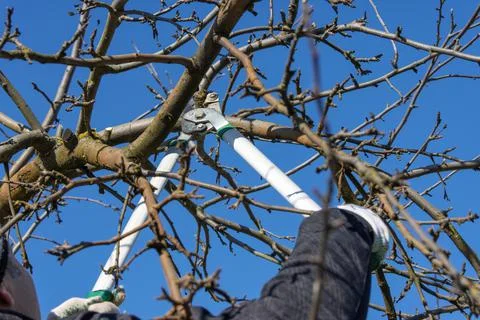Pruning extra shoots and branches of an apple tree in early spring against a  Stock Photos