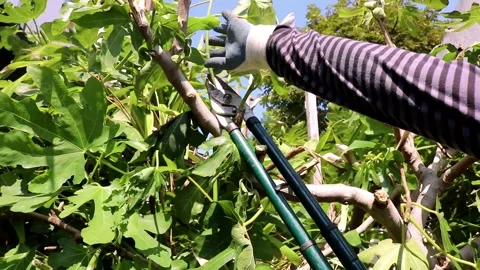 Pruning Fig Tree Plant Leaves Gardening Person Gloves Hedge Garden Shears Stock Footage 280494699