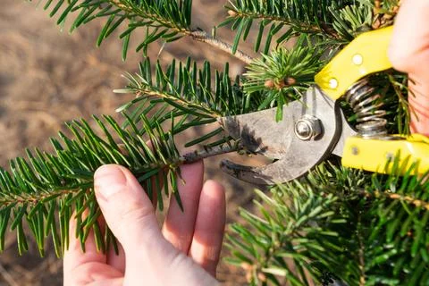 Pruning fir with pruning shears in spring. The formation of the crown of a .. Stock Photos
