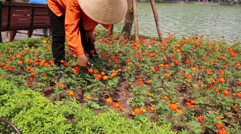 Pruning flowers in the park Stock Footage 64578459
