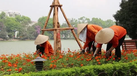Pruning flowers in the park Stock Footage 64578540