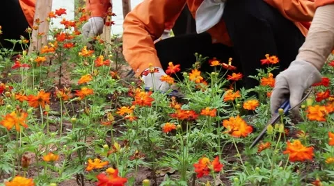 Pruning flowers in the park Stock Footage 64578836
