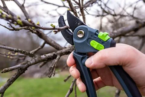 Pruning fruit in the spring Stock Photos