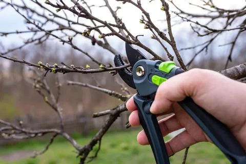 Pruning fruit in the spring Stock Photos