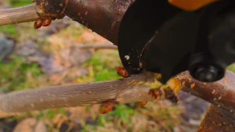 Pruning fruit tree branch with electric pruner in spring close-up Stock Footage 341078990