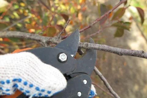 Pruning a fruit tree branch with a garden secateur in the autumn garden Stock-Fotos