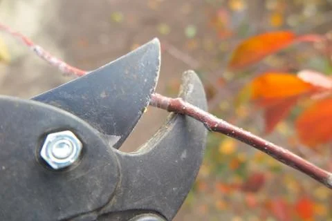 Pruning a fruit tree branch with a garden secateur in the autumn garden Stock-Fotos