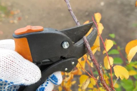 Pruning a fruit tree branch with a garden secateur in the autumn garden Stock Photos