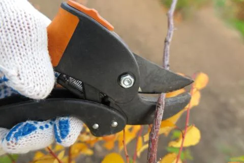 Pruning a fruit tree branch with a garden secateur in the autumn garden Stock Photos