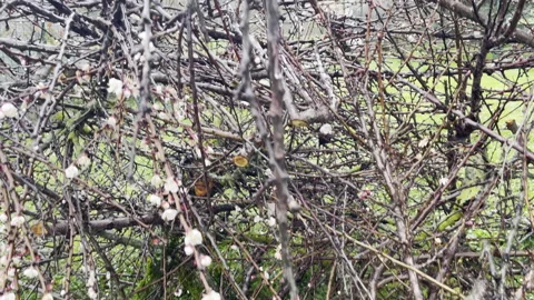 Pruning of fruit tree branches with buds and small white flowers because of 스톡 동영상 323461023