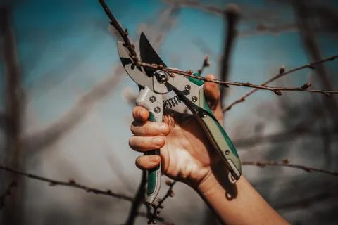 Pruning fruit tree - Cutting Branches at spring Stock Photos