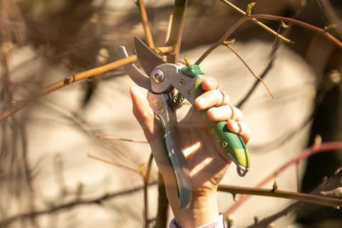 Pruning fruit tree - Cutting Branches at spring Stock Photos