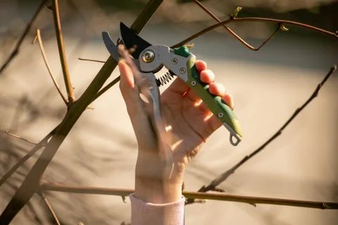Pruning fruit tree - Cutting Branches at spring Stock Photos