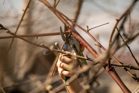 Pruning fruit tree - Cutting Branches at spring Stock Photos