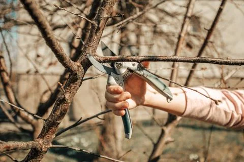 Pruning fruit tree - Cutting Branches at spring Stock Photos