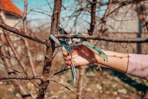 Pruning fruit tree - Cutting Branches at spring Stock Photos