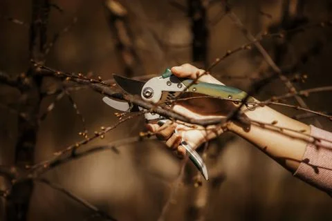 Pruning fruit tree - Cutting Branches at spring Stock Photos