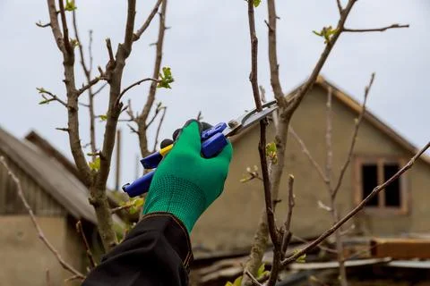 Pruning of a fruit tree by a gardener in green gloves. Stock Photos