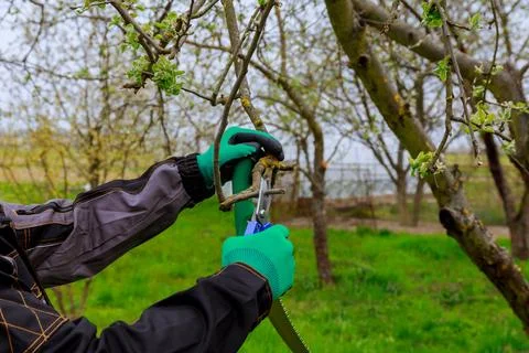 Pruning of a fruit tree by a gardener in green gloves. Stock Photos