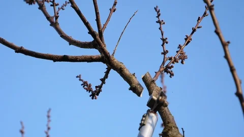 Pruning fruit tree in springtime, slow motion Stock-Footage 87118385