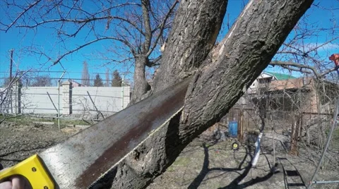 Pruning fruit trees Stock Footage 55564362
